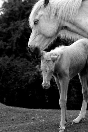 New forest pony and foal.