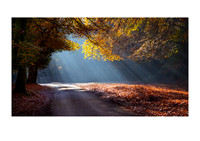 The Road to Sunbeams