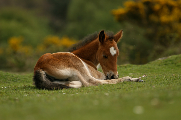 New forest foal resting